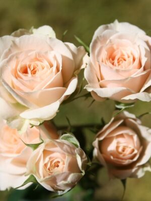 Троянда спрейка Яна