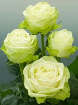 Троянда Супер Грін (Super Green)