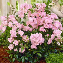 «Фейри» грунтопокривна