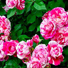 Троянда Твіст (Twist) плетиста