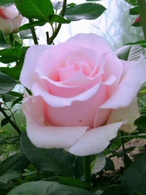 Троянда Титанік ( Троянда Титанік (Titanic)