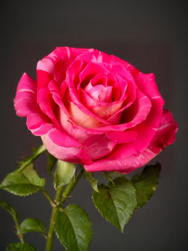 Троянда Вайлд Топаз (Wild Topaz)