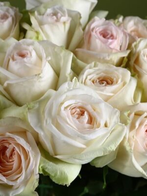 Троянда Вайт Охара (White O'Hara)