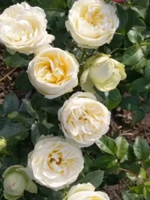 Троянда "Вайт Піано"Піоновидна