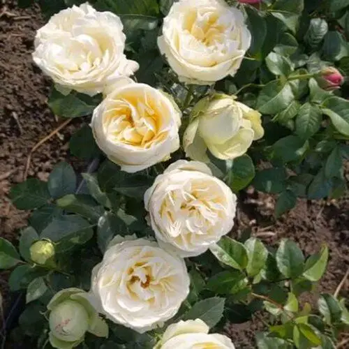 Троянда "Вайт Піано"Піоновидна