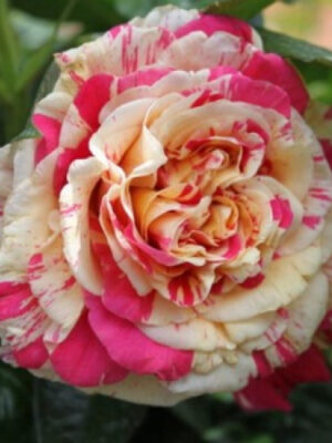 Троянда "Ваніла Фрайз" плетиста