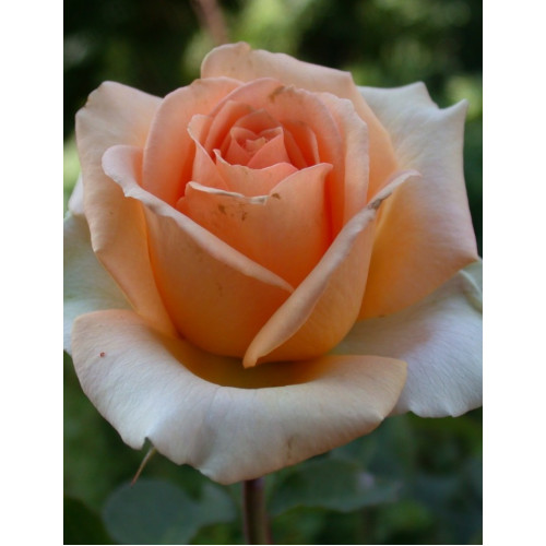 Троянда Версілія (Versilia)