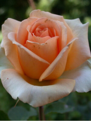 Версилія (VERSILLIA)