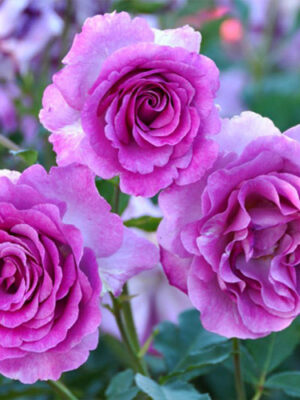 Троянда "Віолет Парфум" плетиста