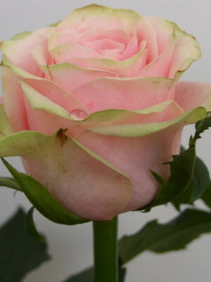 Троянда Вівальді (Vivaldi)