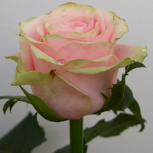 Троянда Вівальді (Vivaldi) Троянда Вівальді (Vivaldi)