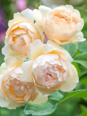 Троянда "Воллертон олд Холл" плетиста