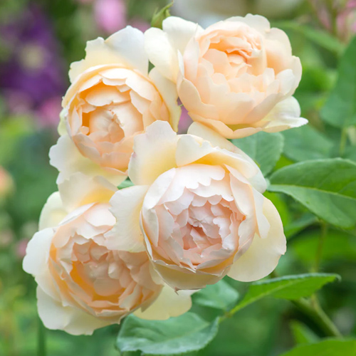 Троянда "Воллертон олд Холл" плетиста