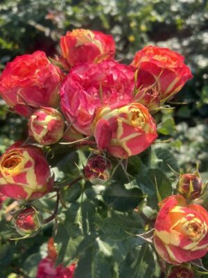 Троянда Вулканіка Троянда Вулканіка (Vulcanica)