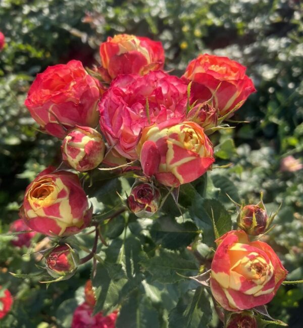 Троянда Вулканіка Троянда Вулканіка (Vulcanica)