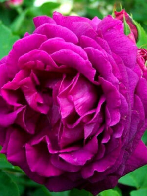 Троянда Юріанда (Yrianda)