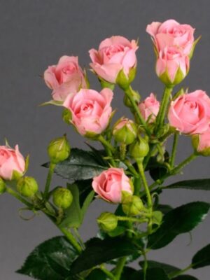 Троянджа  (спрей) "Грація рожева"