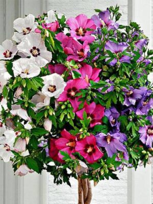 Гібіскус триколор