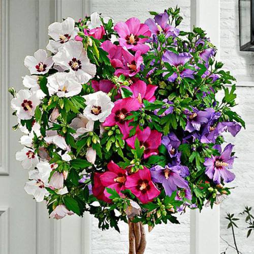 Гібіскус триколор