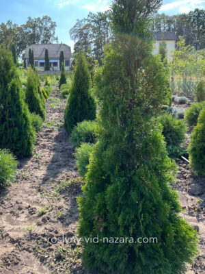 Туя, висота 180 см