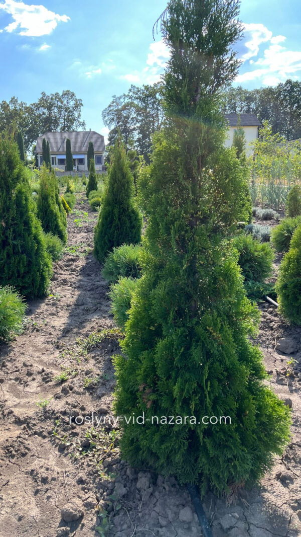 Туя, висота 180 см