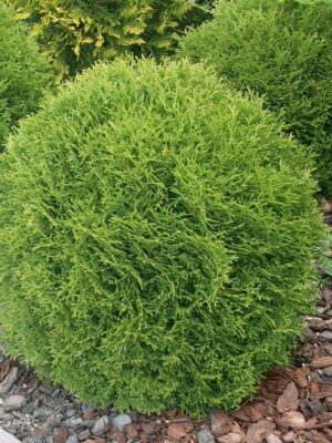 туя Туя західна «Даніка»