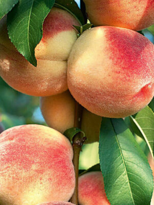 Персик "Вайн Голд" середній термін дозрівання