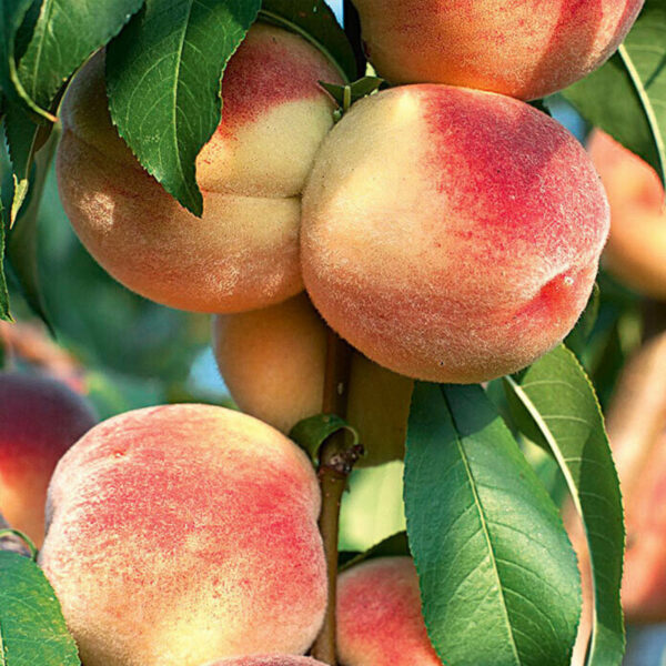 Персик "Вайн Голд" середній термін дозрівання