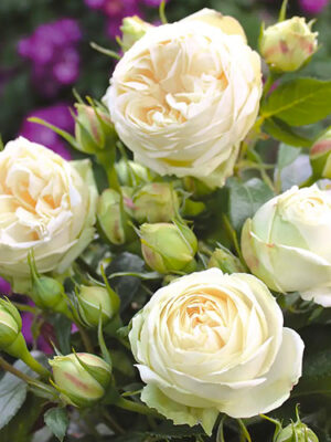 Веддинг пиано