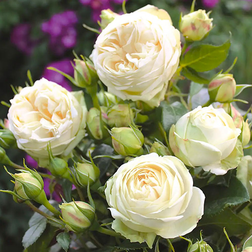 Веддинг пиано