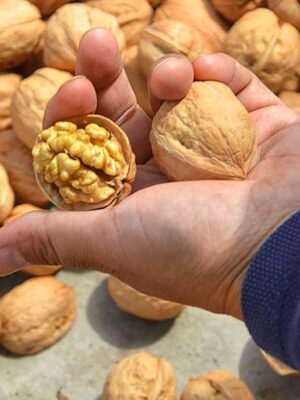 Грецький горіх Велетень