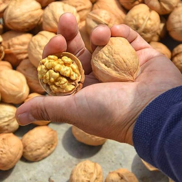 Грецький горіх Велетень