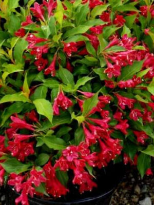 Вейгела червона (Саджанці дворічні)