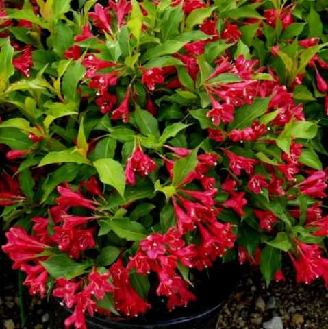 Вейгела червона (Саджанці дворічні)