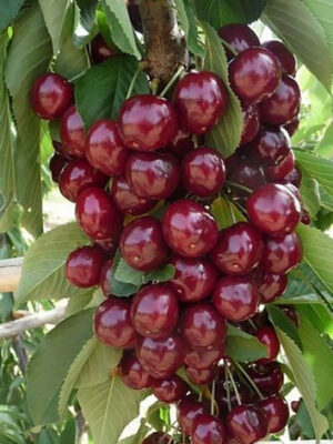 Вишня Ексклюзив колоновидна