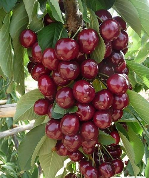 Вишня Ексклюзив колоновидна