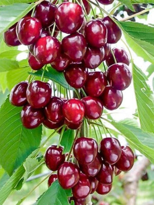 Вишня Захват колона