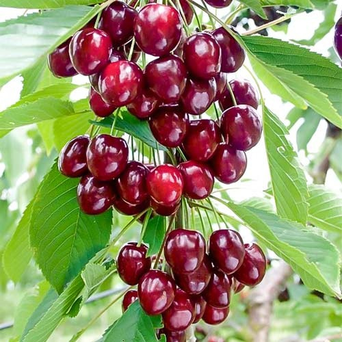 Вишня Захват колона