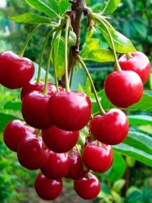 Войлошна вишня “Запаморочлива радість” Войлошна вишня "Запаморочлива радість"