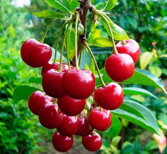 Войлошна вишня "Запаморочлива радість"