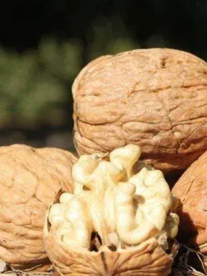 Волоський горіх  "Ідеал"