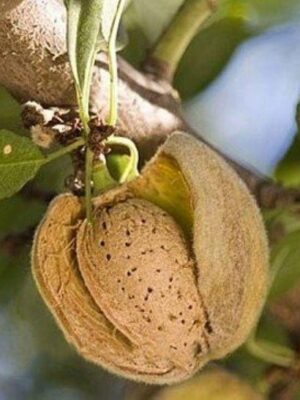 Волоський горіх "Кодрене"