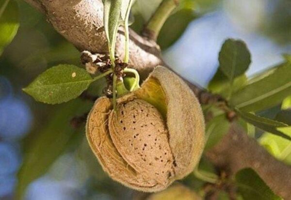 Волоський горіх "Кодрене"