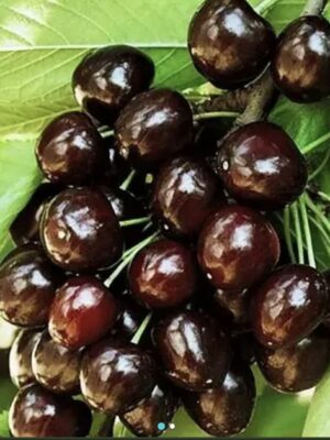 вуглинка Черешня "Вуглинка"(середньо-пізній сорт)