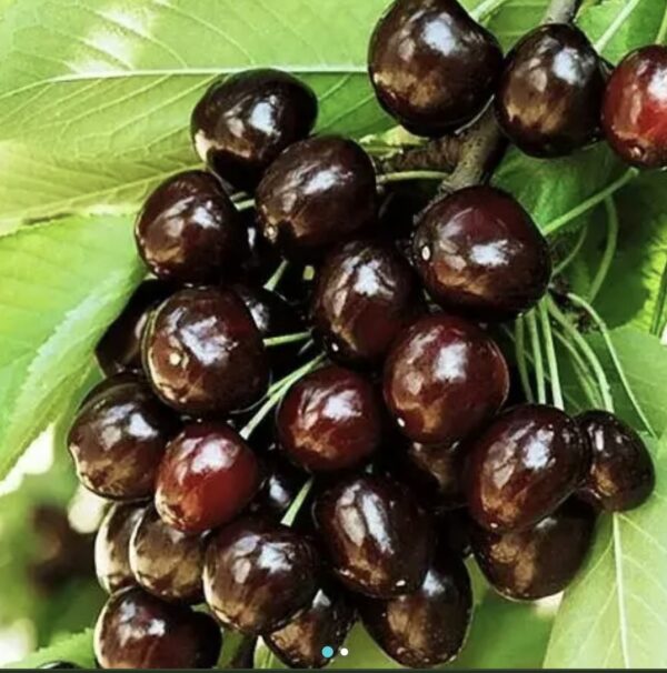 Черешня "Вуглинка"(середньо-пізній сорт)