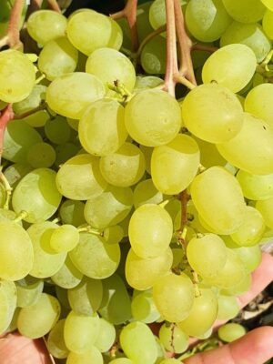 Виноград "Цимус"(Ранній сорт кишмиш)