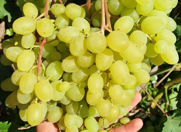 Виноград "Цимус"(Ранній сорт кишмиш)