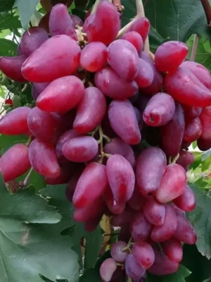 Виноград "Дубовський рожевий"