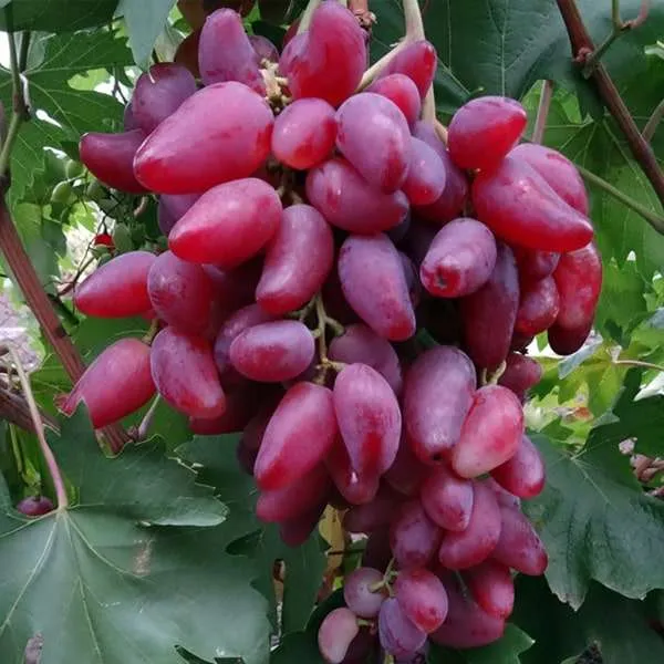 Виноград "Дубовський рожевий"