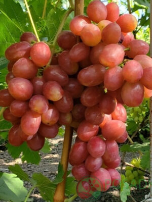 Виноград "Динька", ранній сорт